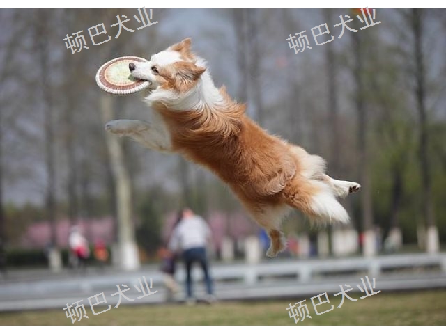 昆明周邊**訓(xùn)犬哪家好 歡迎來電 昆明頓巴訓(xùn)犬訓(xùn)犬師培訓(xùn)供應(yīng)