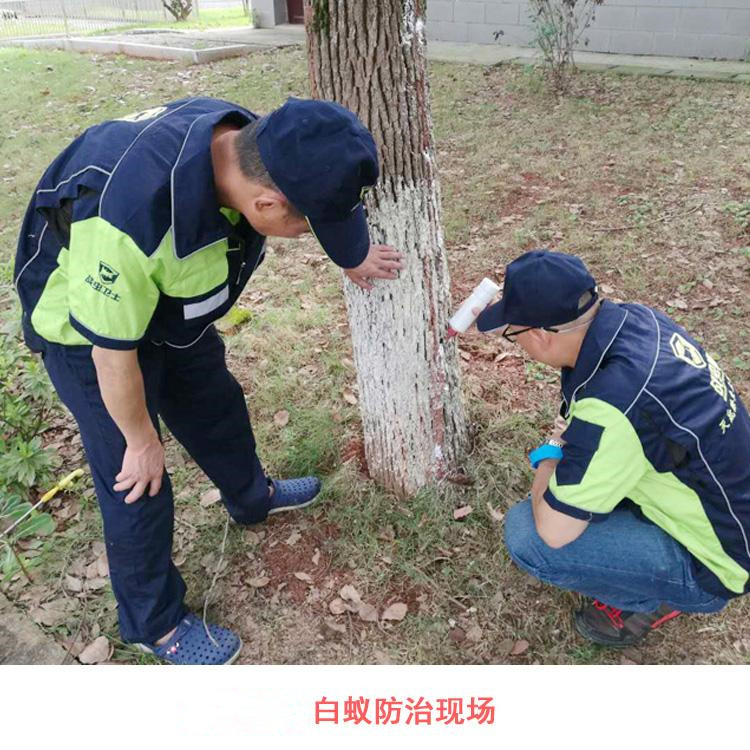 长沙厂家批发白蚁防治用药灭白蚁一窝端