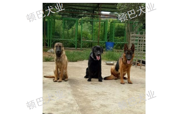 云南训犬哪家专业 值得信赖 昆明顿巴训犬训犬师培训供应