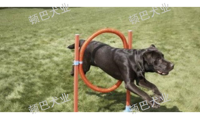 昆明周邊**訓犬師培訓收費多少 歡迎來電 昆明頓巴訓犬訓犬師培訓供應