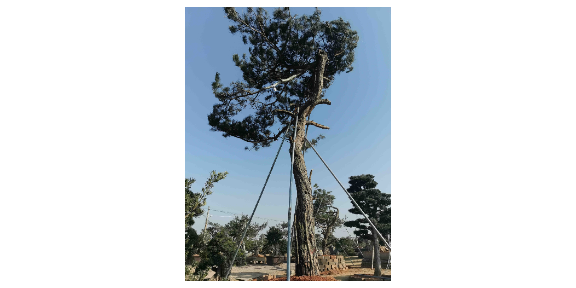 浙江二十公分以上造型黑松價(jià)格圖片 真誠(chéng)推薦 大地植物園供應(yīng)