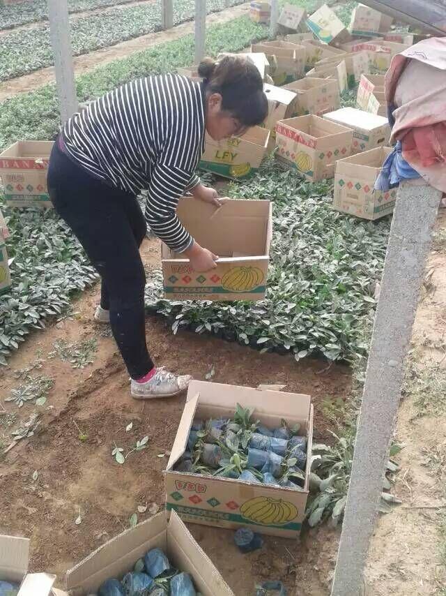 山东青州草花鼠尾草基地 美国白鼠尾草种子