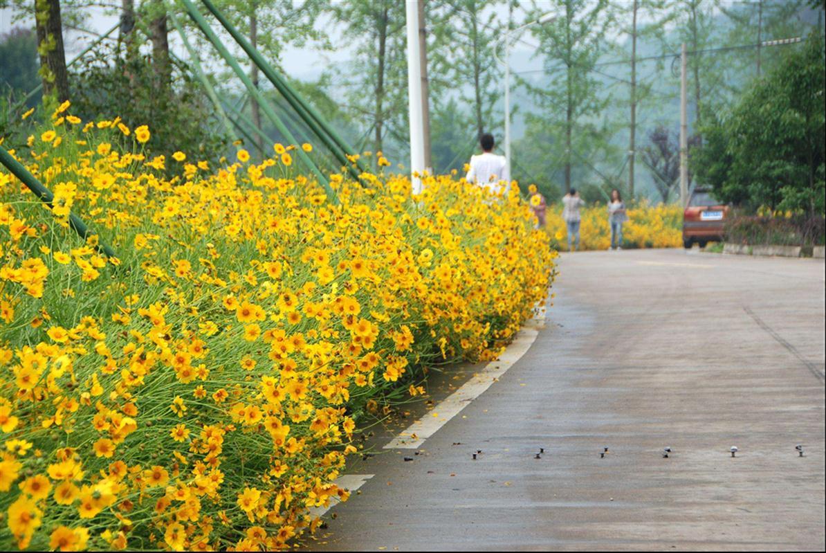 河南省信阳市金鸡菊基地