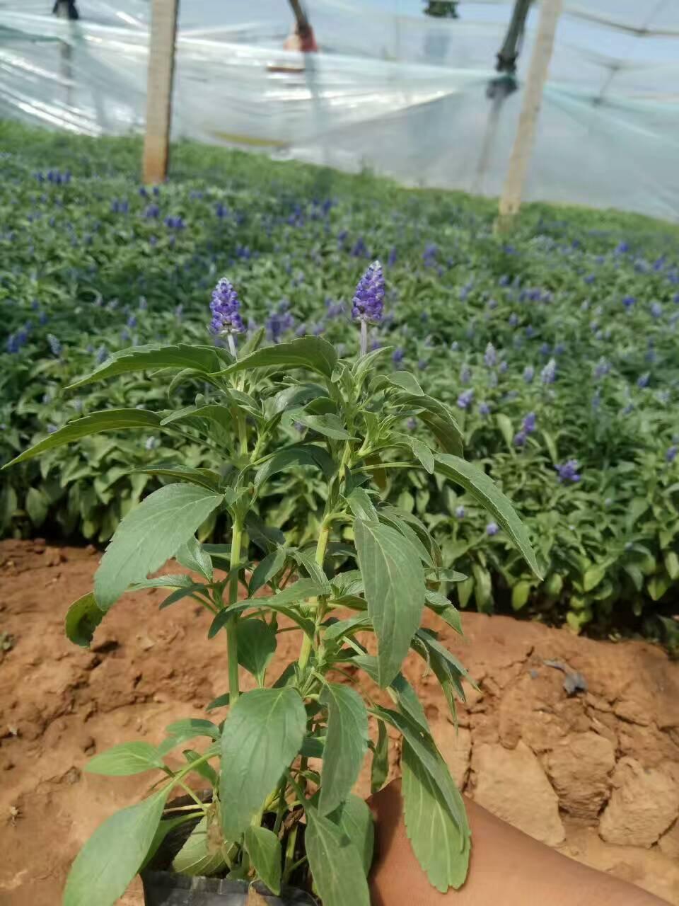 衡水宿根鼠尾草批发基地