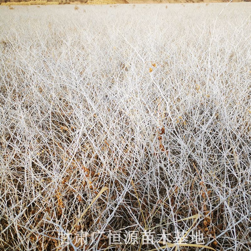 青海白刺苗種植方法-產地