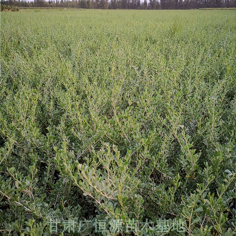 黑龍江白刺樹苗苗圃-種植基地