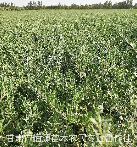 西藏白刺栽種方法-種植基地