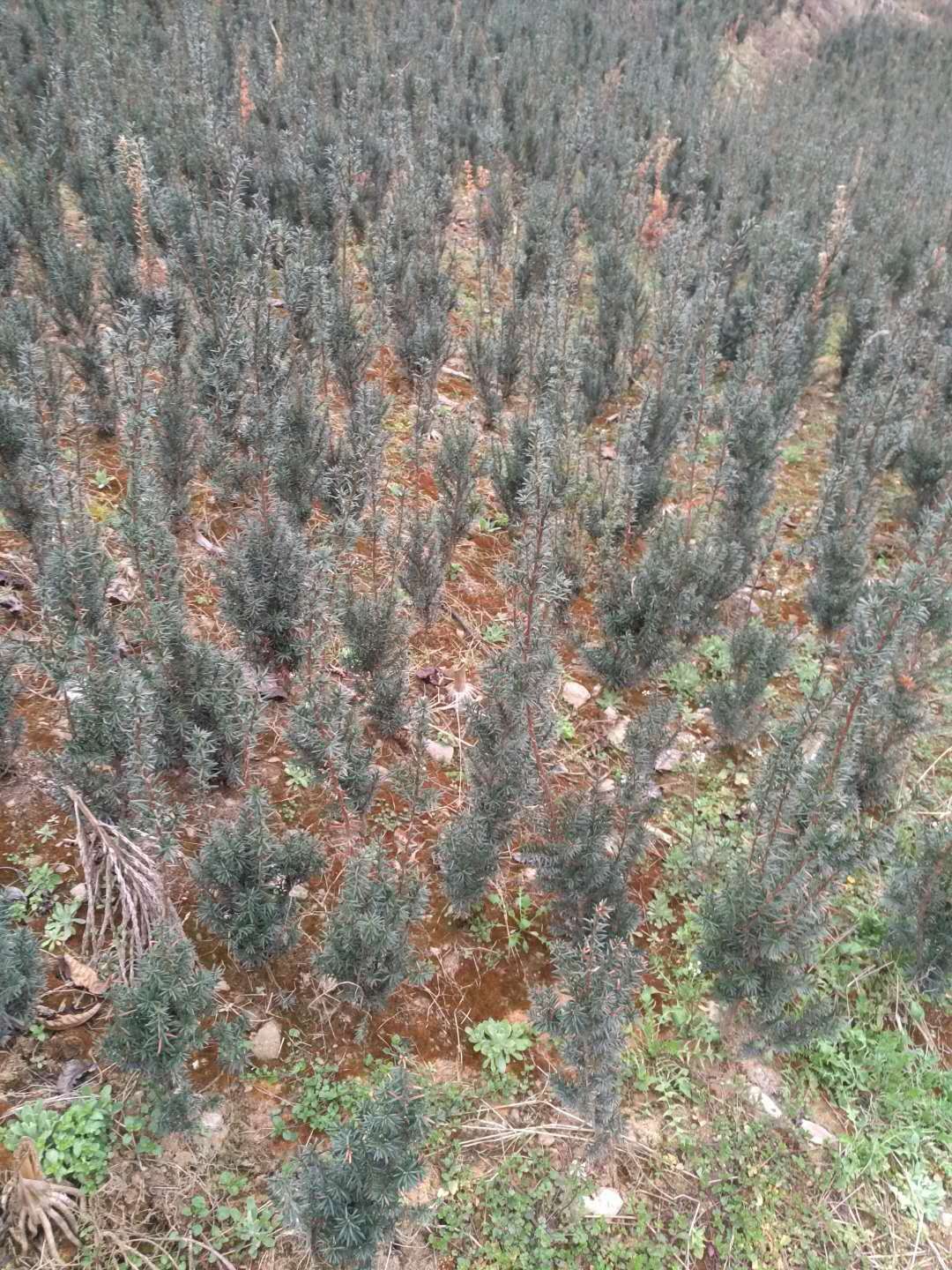 湖北红豆杉苗批发厂家 曼地亚红豆杉苗批发价格