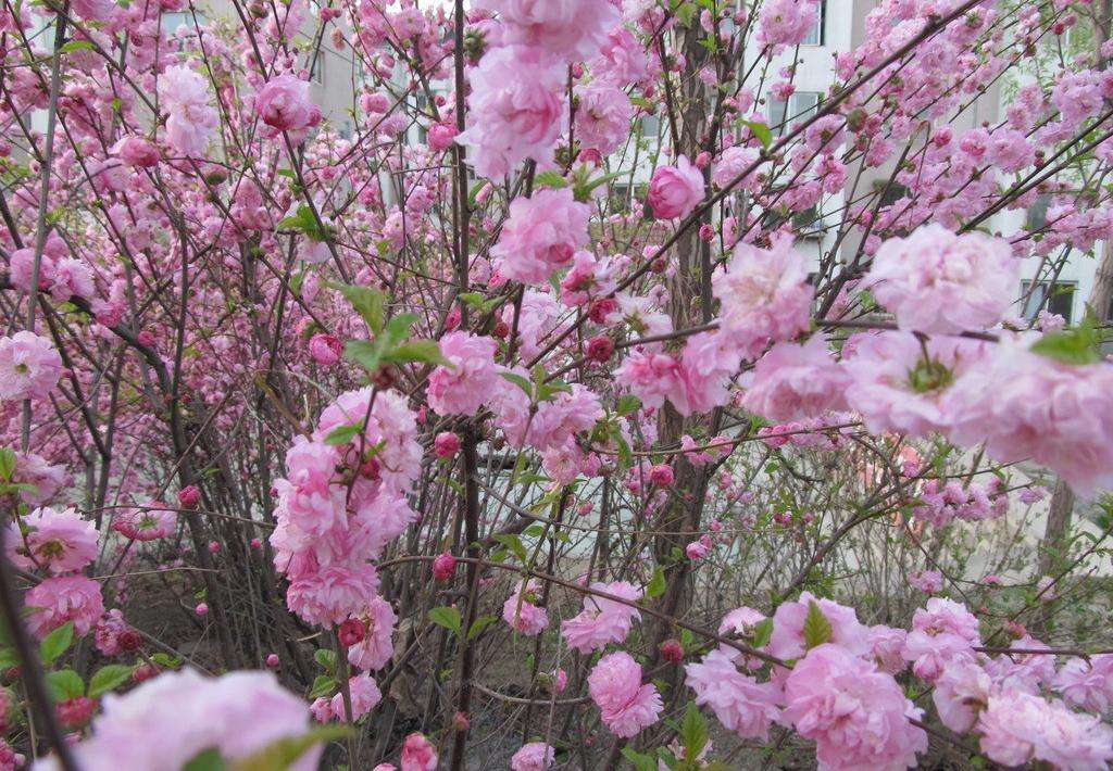 供應(yīng)桃花苗和茶花樹苗 玉林桃花樹園藝站 