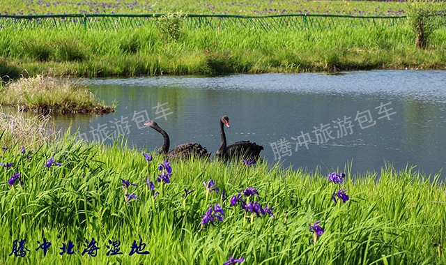 云南腾冲旅游包车服务平台 云南腾冲佳旅旅游包车供应