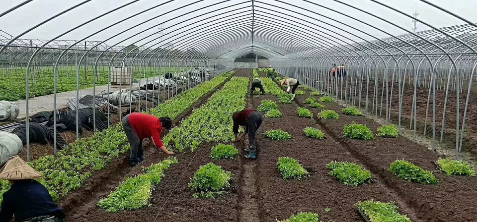 广州种植大棚价格