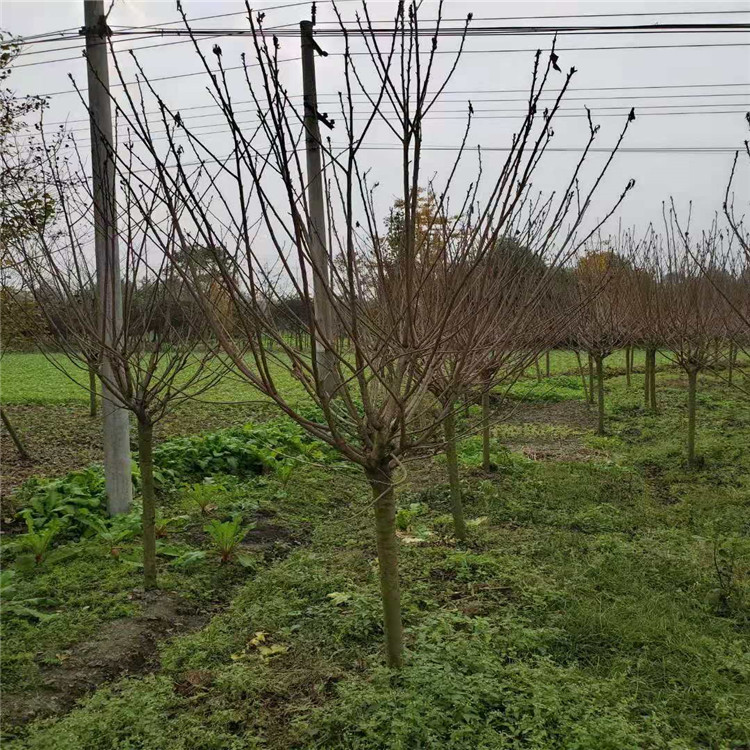 黑河樱花树苗产地