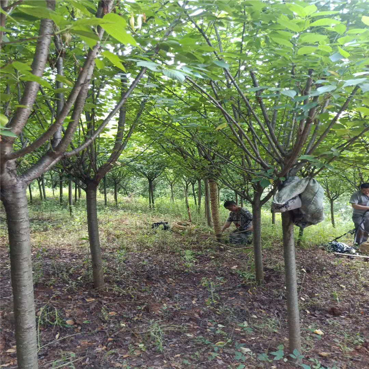 黑河樱花树苗产地