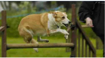 犬不良行为纠正_训犬学校哪家好_狗狗训练学校  昆明顿巴训犬训犬师培训供应