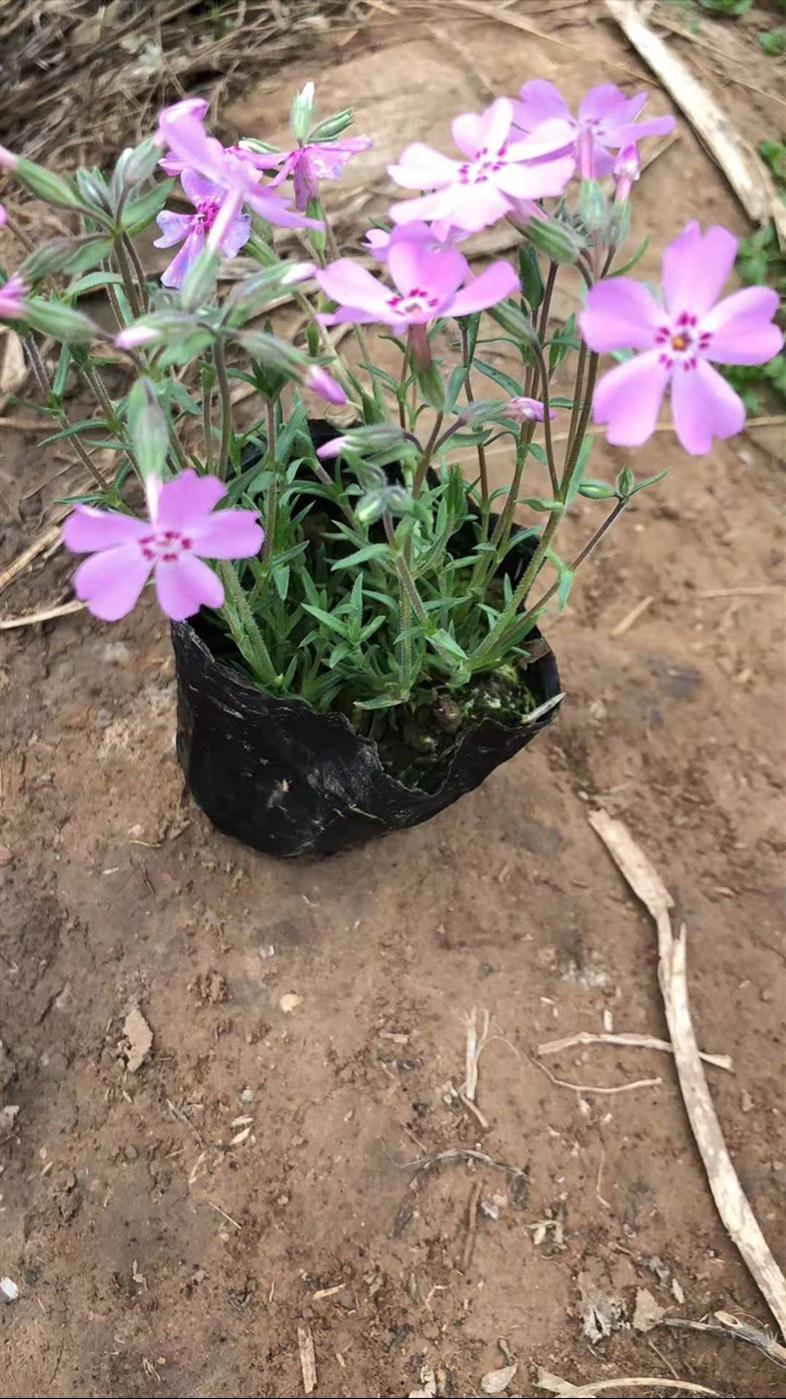 河北福禄考芝樱基地