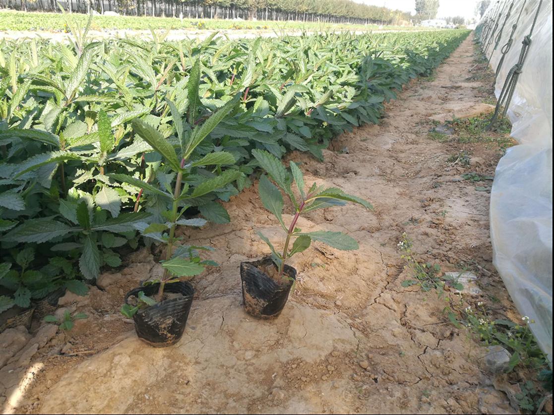 观花马鞭草种子 厂家供应  量大优惠 南宁马鞭草基地