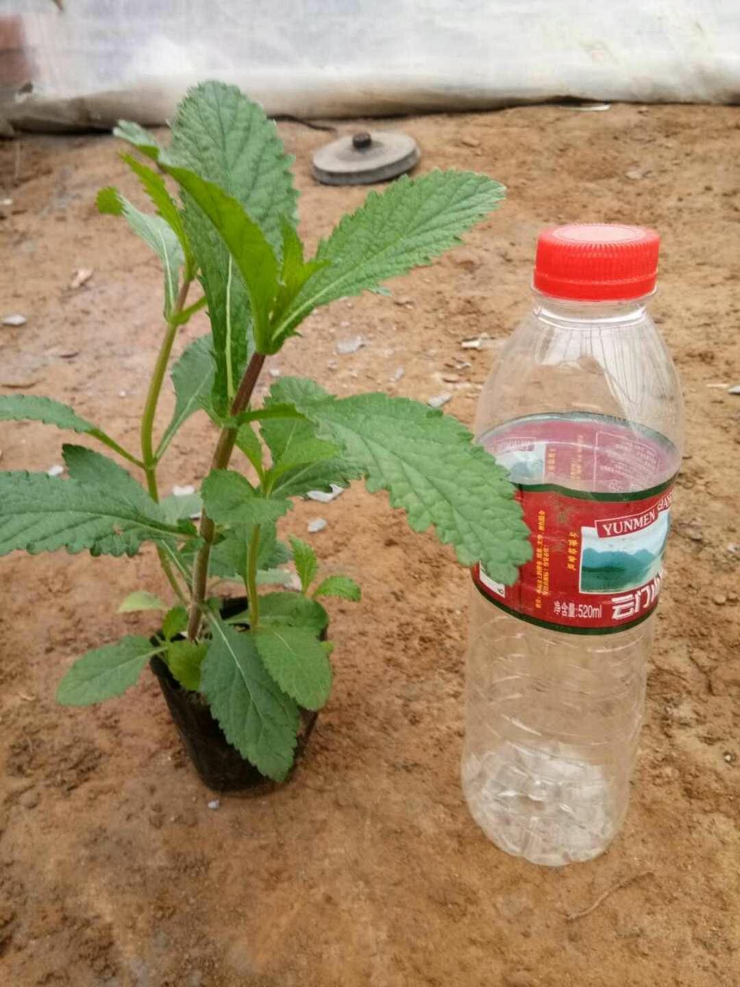 厂家供应  量大优惠 临沂马鞭草苗 观花马鞭草种子