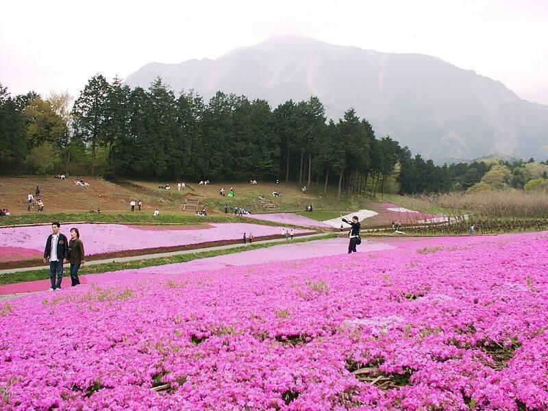 烟台丛生福禄考种植基地