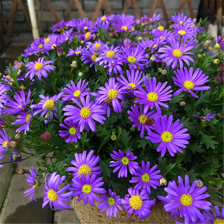 花海花镜类景观草花种子五色菊及杯苗