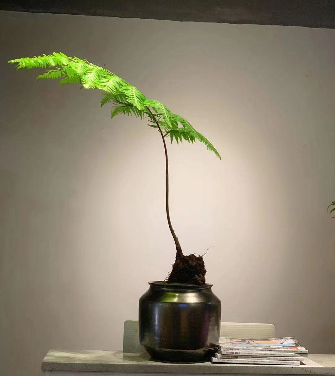 龍城辦公室綠化養護電話 出租辦公室綠植 批發零售