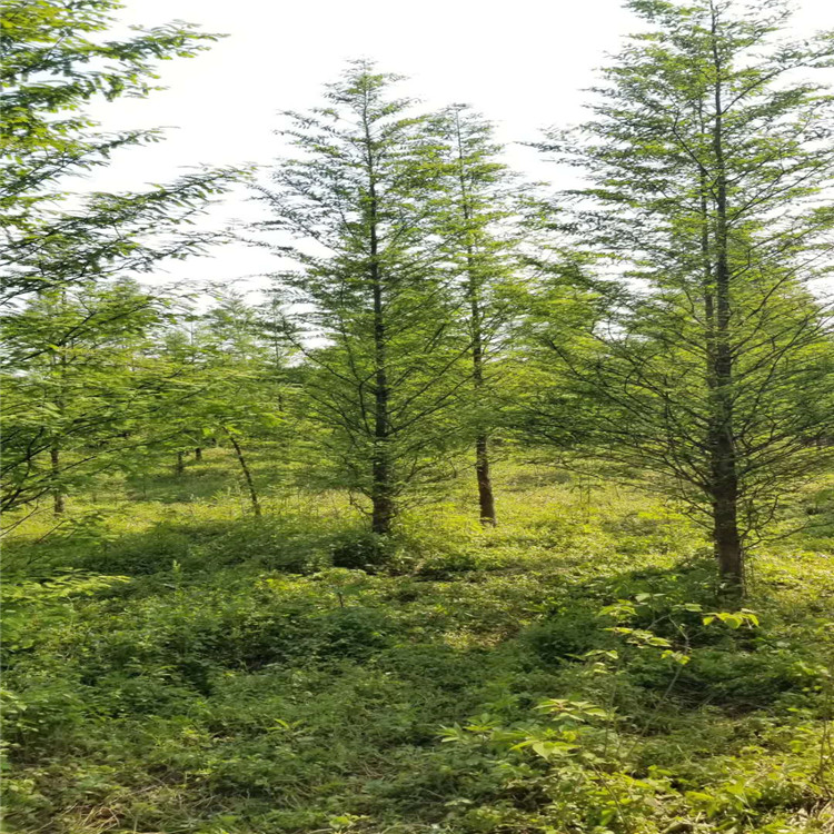 17公分水杉树苗种植基地