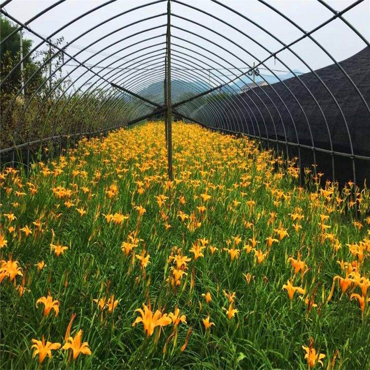 基地直供 常绿萱草 金娃娃 萱草大花萱草 地被绿化工程木花卉