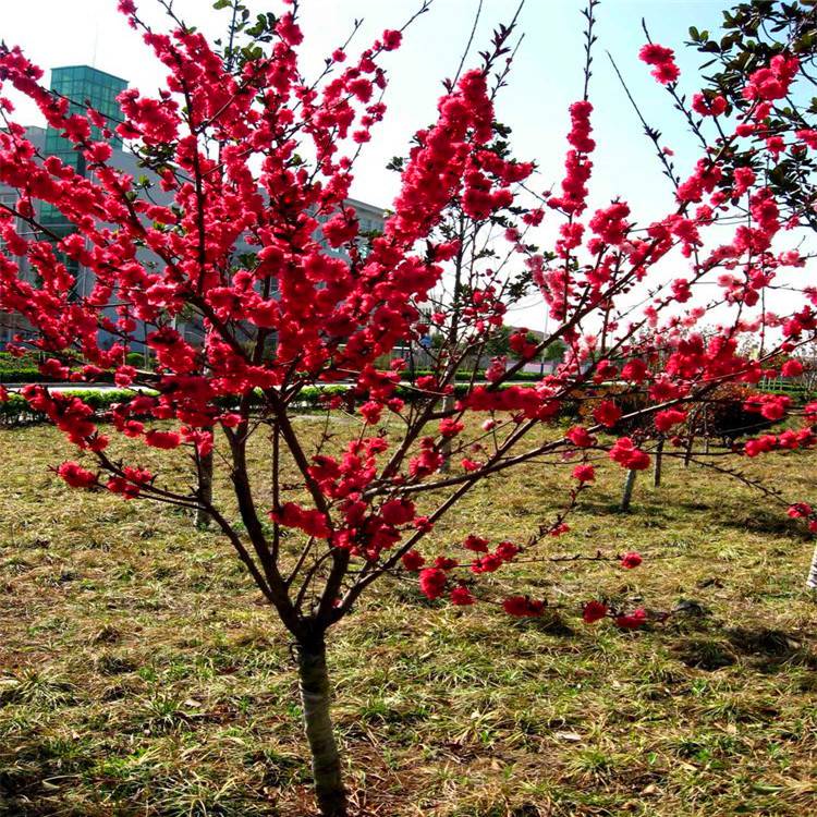 庭院街道綠化工程梅花苗 紅梅 紅梅樹苗 量大從優