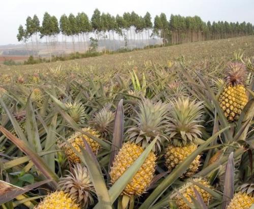 供應廣西鳳梨苗和地菠蘿苗和釋迦果苗種苗公司