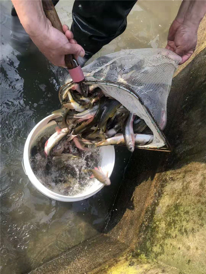 小溪石斑魚-鼎鴻生態農業品質**-小溪石斑魚養殖