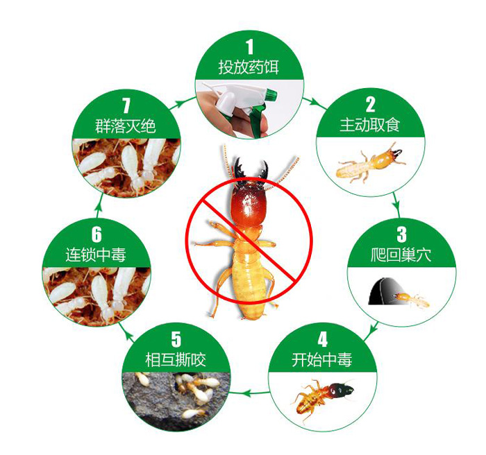 虫害治理-重庆金蚂蚁-害虫防治