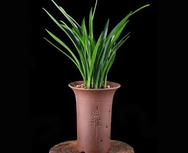 綠植租擺方案-合肥綠植租擺-合肥聚美堂|樣式新穎