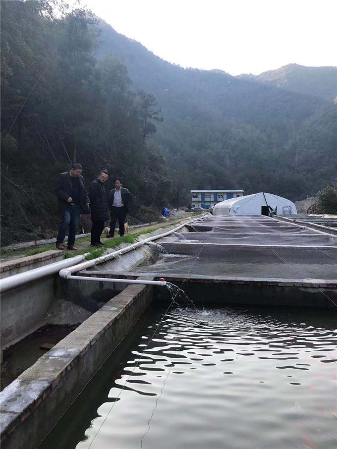 石斑魚苗在哪里買-鼎鴻魚苗養殖地-石斑魚苗