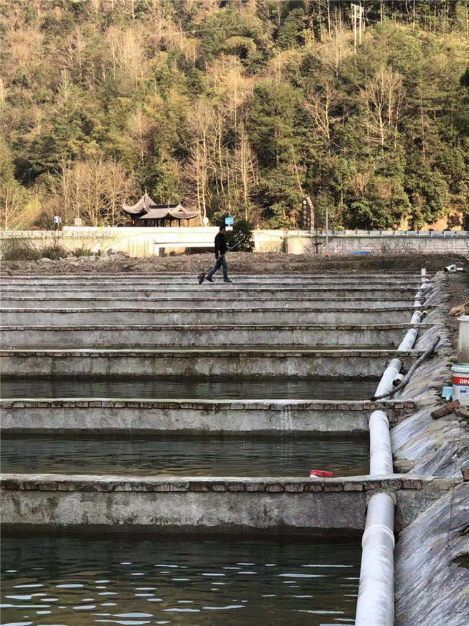 成品魚-鼎鴻魚苗養殖地-成品魚出售