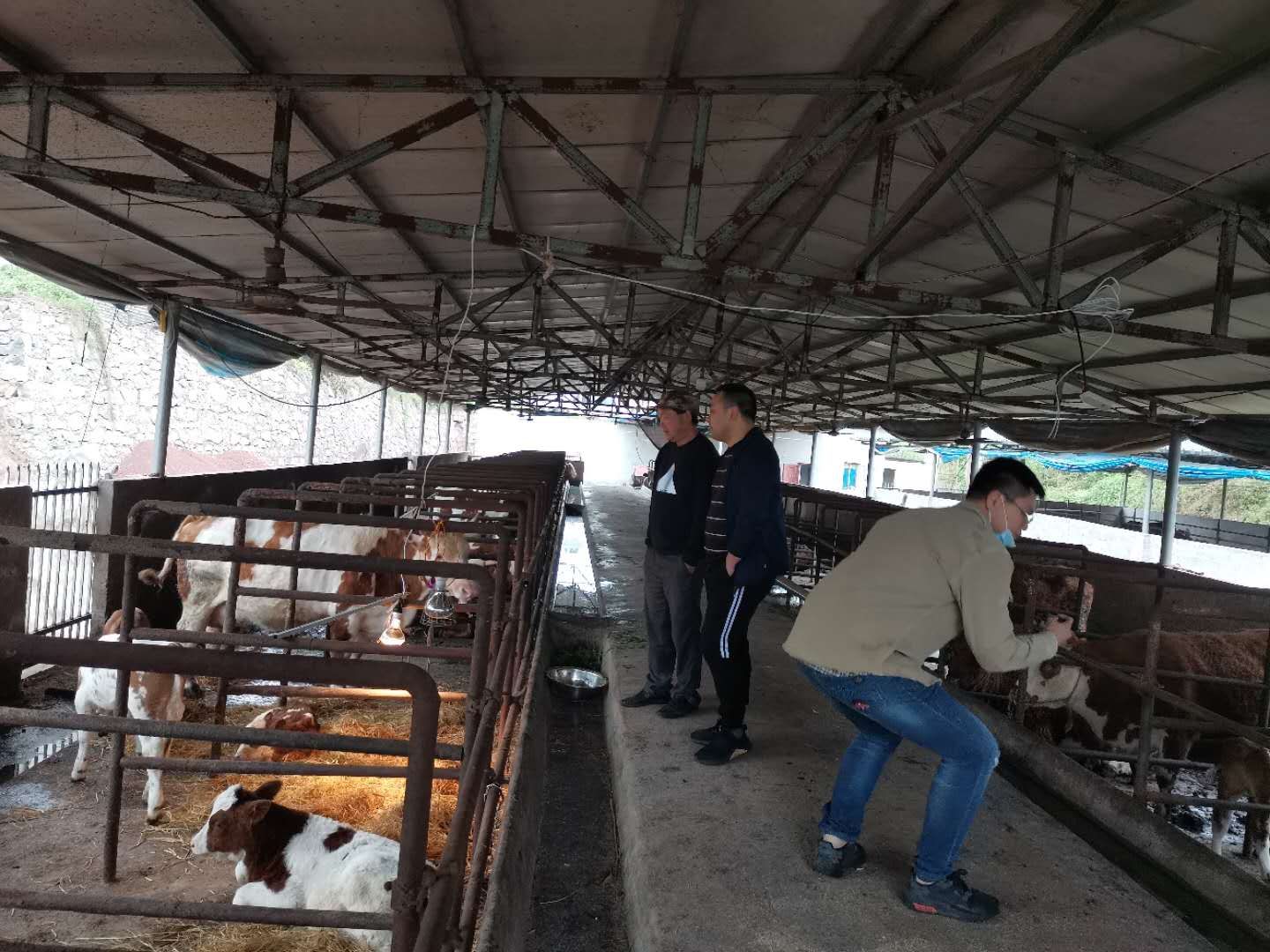 有实力的犊牛饲料代理