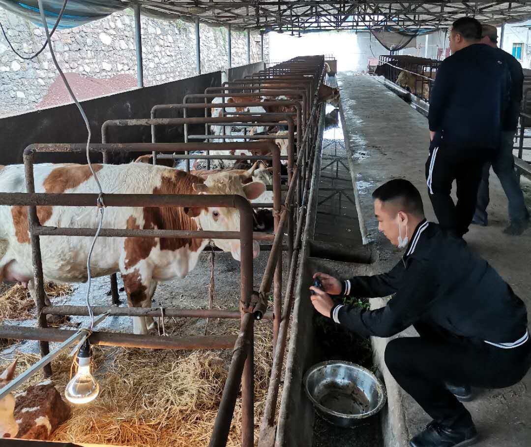 省心的犊牛饲料报价