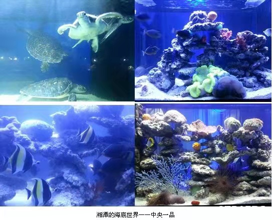 昆明海洋生物展表演团队