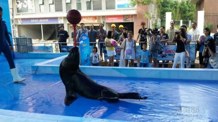 南京海洋生物展出租