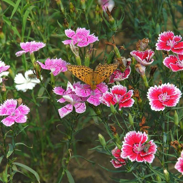 宝鸡宿根草花地被石竹花卉基地