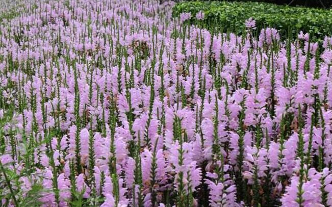 临汾宿根花卉假龙头基地