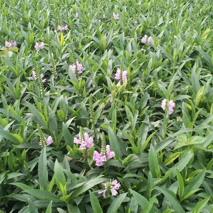 兴安盟宿根草花假龙头价格