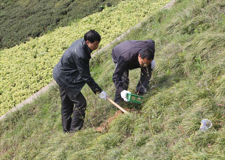 进贤县学校白蚁防治价格 上门服务