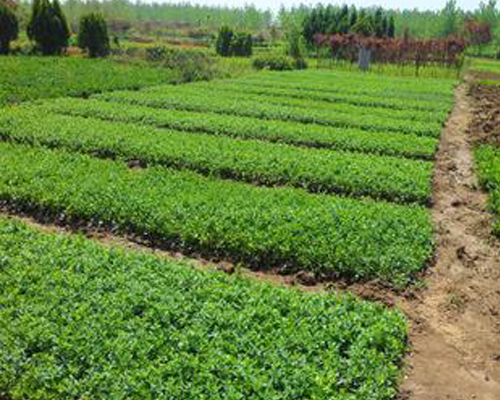 太原苗木苗圃生产基地-雅仕阁绿化苗木基地-太原苗木苗圃