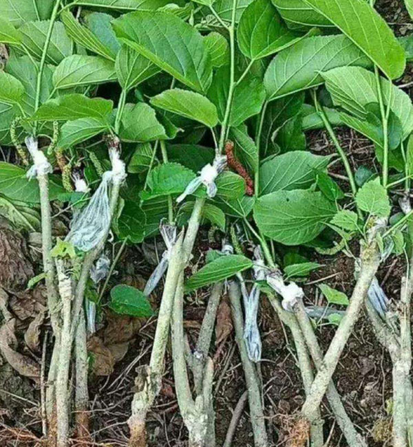 供应桑葚树苗多少钱一株-桑葚树苗多少钱一株-世**苗木种植基地