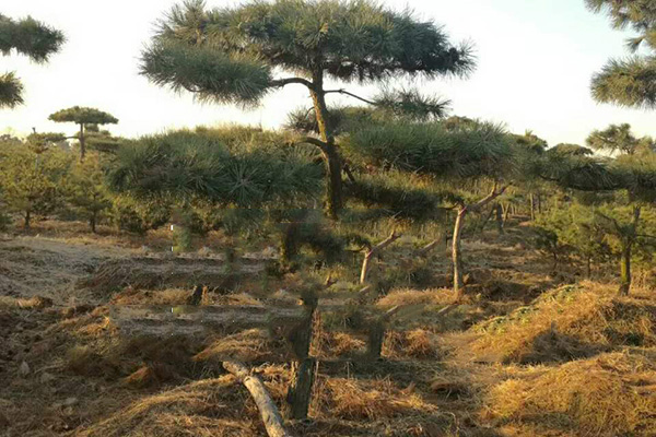 造型油松哪里便宜-江西造型油松-戎新造型油松