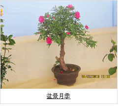 古樁月季樹-山林月季大花月季-湖州古樁月季