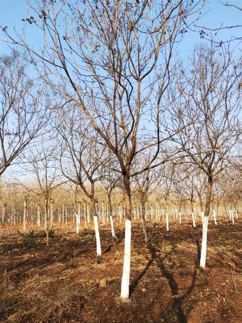 全國(guó)批發(fā)-山東濟(jì)寧李營(yíng)26公分北欒欒樹苗木基地電話