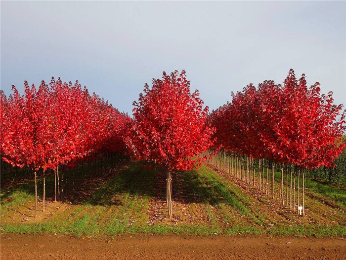 7公分美國紅楓紅冠價格-天津紅冠紅楓-富麗銀杏苗木