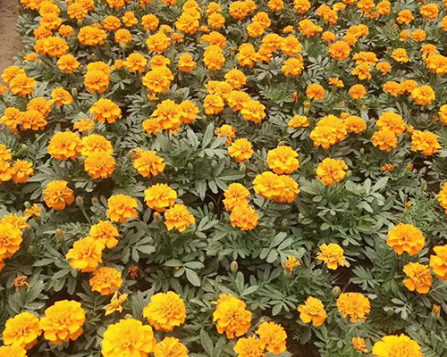 批發孔雀草-太原孔雀草-太原雅仕閣園林工程