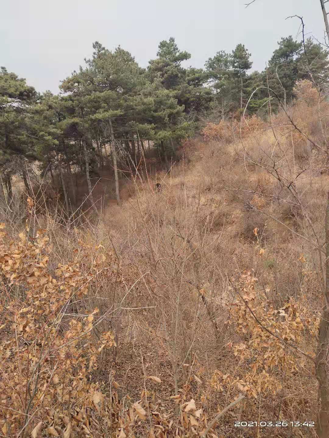 果樹損害賠償評估 伊犁林木損害賠償評估
