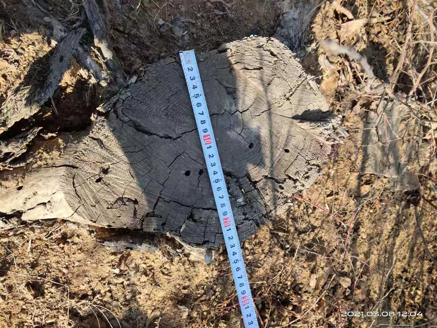森林評估 吐魯番林木損害賠償評估公司